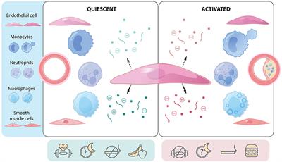 The Endothelium as a Hub for Cellular Communication in Atherogenesis: Is There Directionality to the Message?